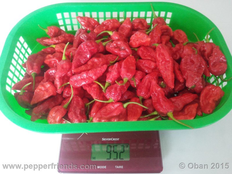 bhut-jolokia_002_frutto_11.jpg