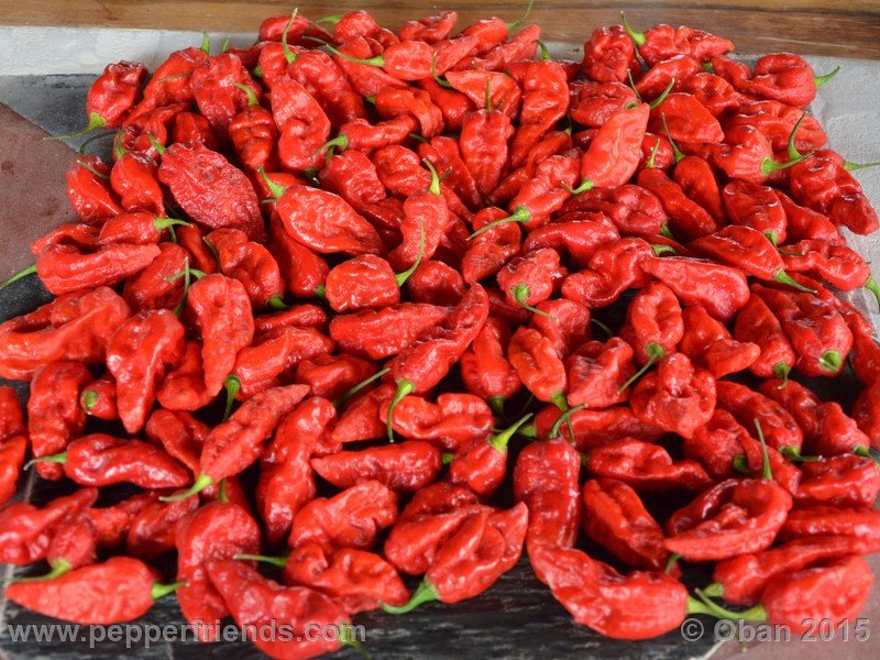 bhut-jolokia_002_frutto_12.JPG.6d131c1a057638443b0841d5347777a7.JPG