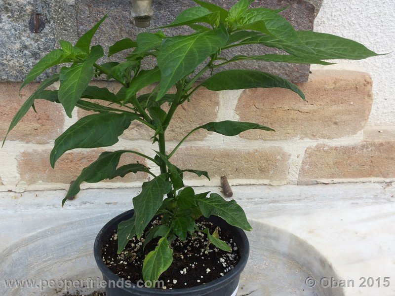 bhut-jolokia_002_pianta_01.jpg