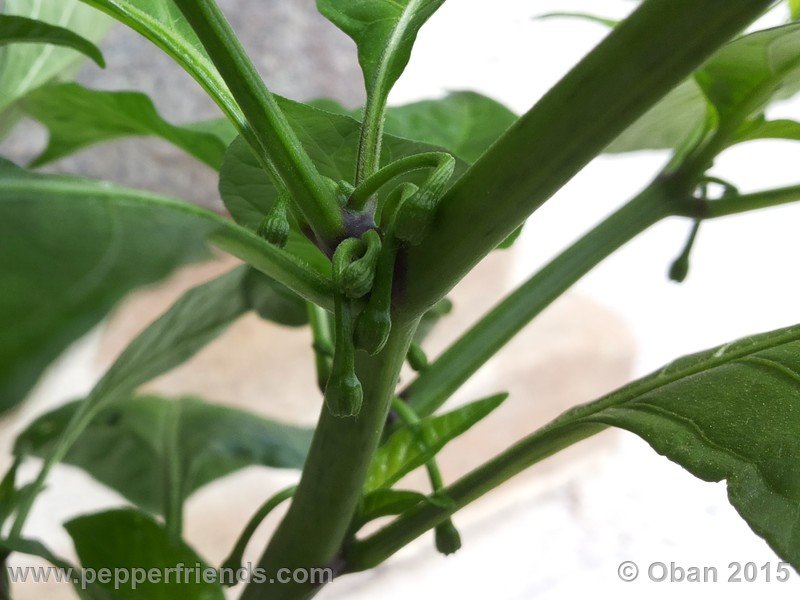 bhut-jolokia_002_pianta_03.jpg