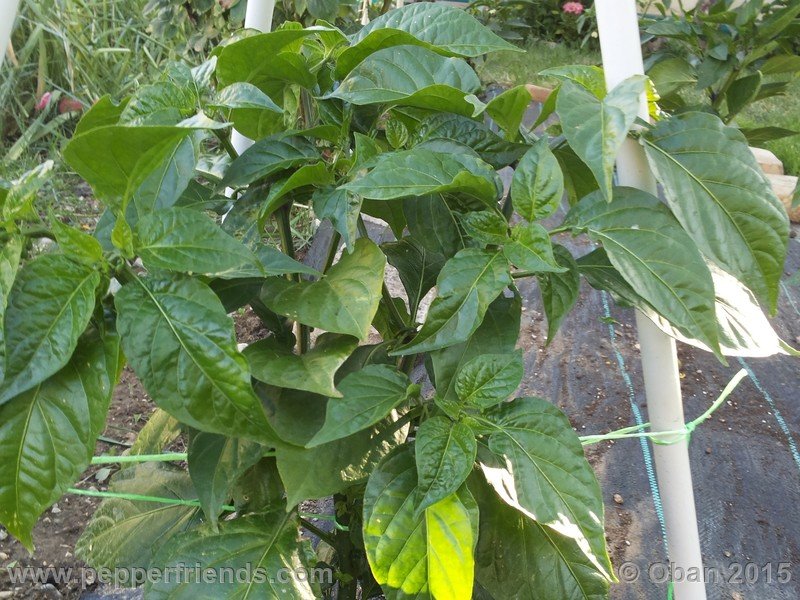 bhut-jolokia_002_pianta_05.jpg