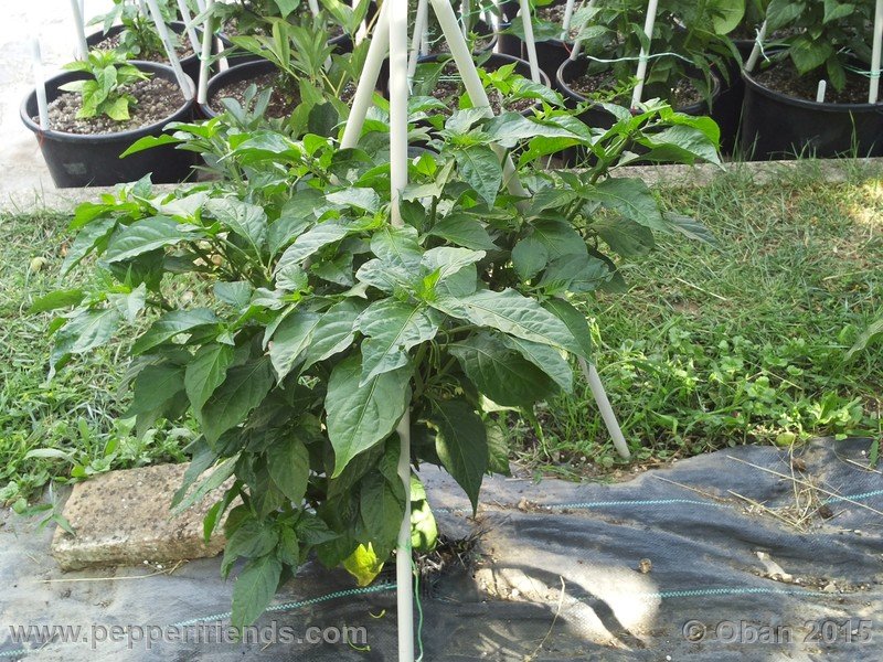 bhut-jolokia_002_pianta_07.jpg