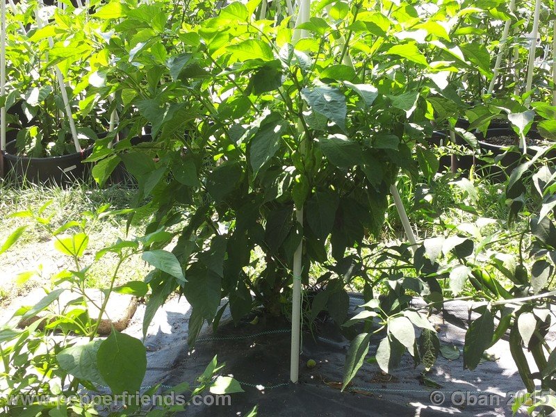 bhut-jolokia_002_pianta_11.jpg