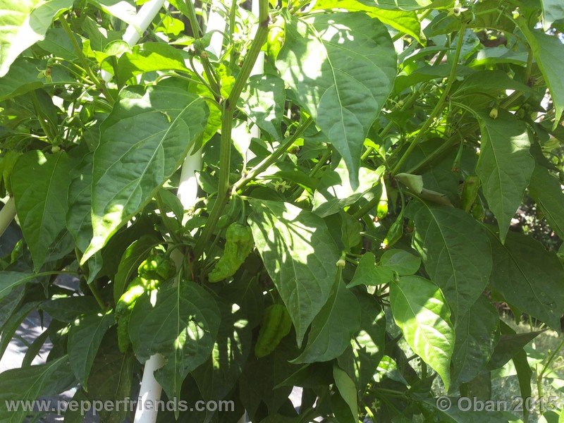 bhut-jolokia_002_pianta_13.jpg