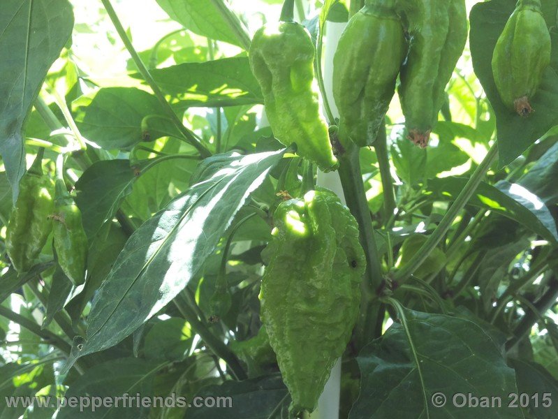 bhut-jolokia_002_pianta_14.jpg