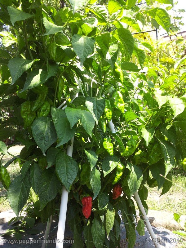 bhut-jolokia_002_pianta_15.jpg