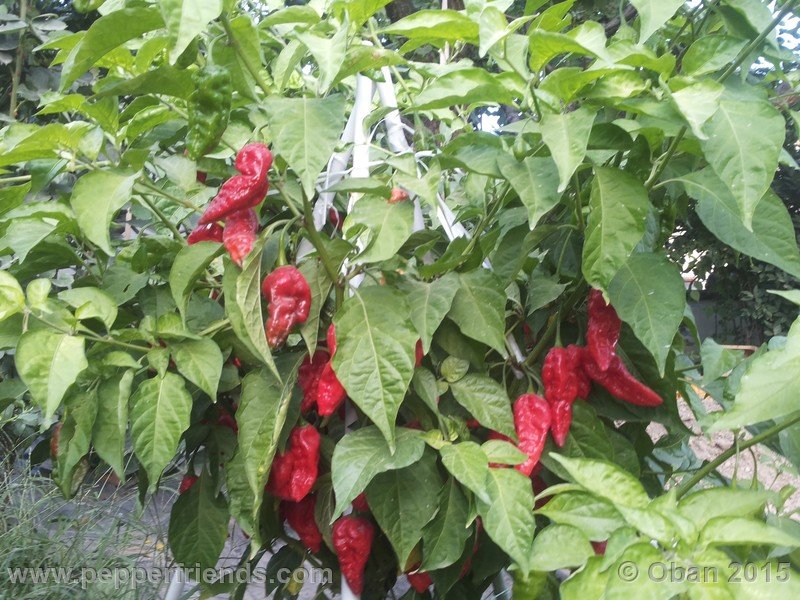 bhut-jolokia_002_pianta_16.jpg