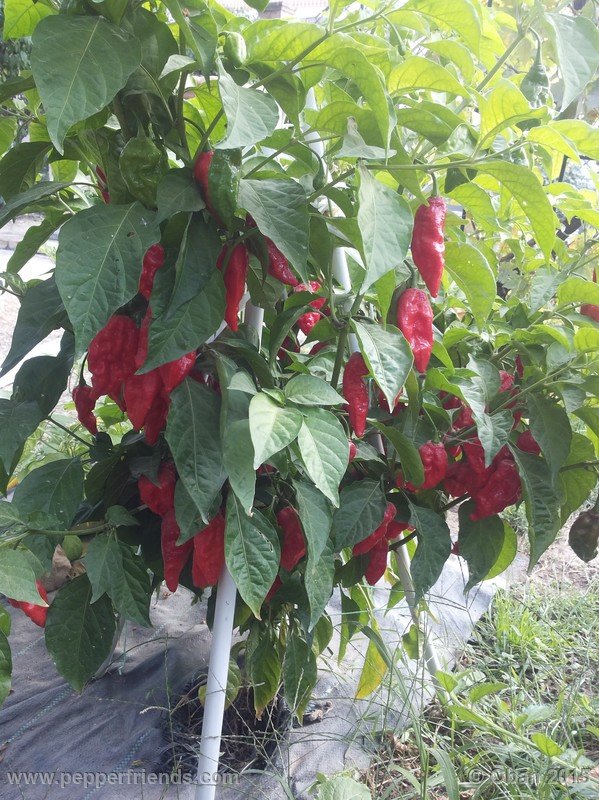 bhut-jolokia_002_pianta_17.jpg