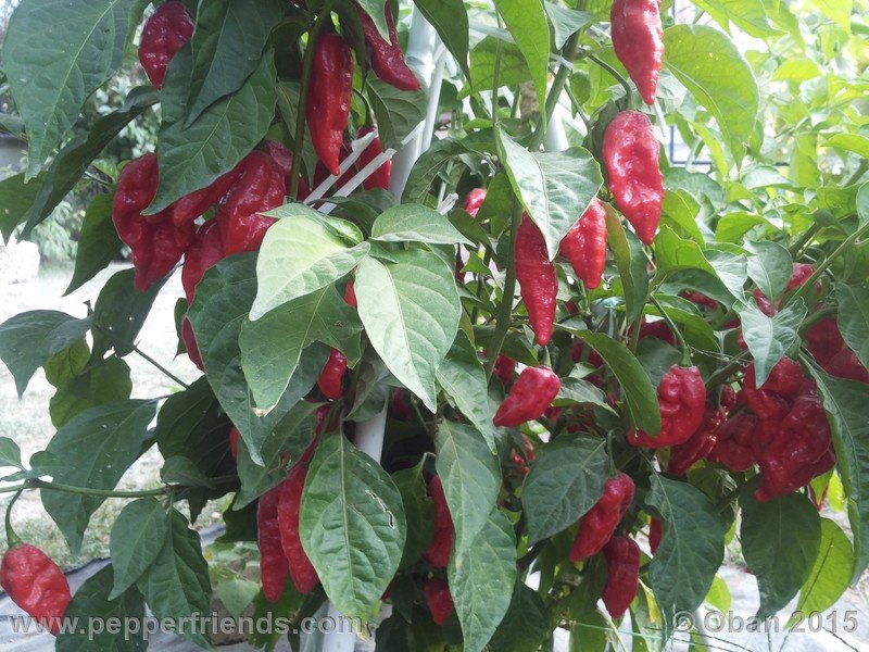 bhut-jolokia_002_pianta_18.jpg