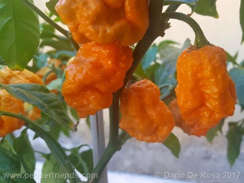 https://www.pepperfriends.org/uploads/bhut-orange-copenaghen/001/bhut-orange-copenaghen_001_frutto_06.jpg