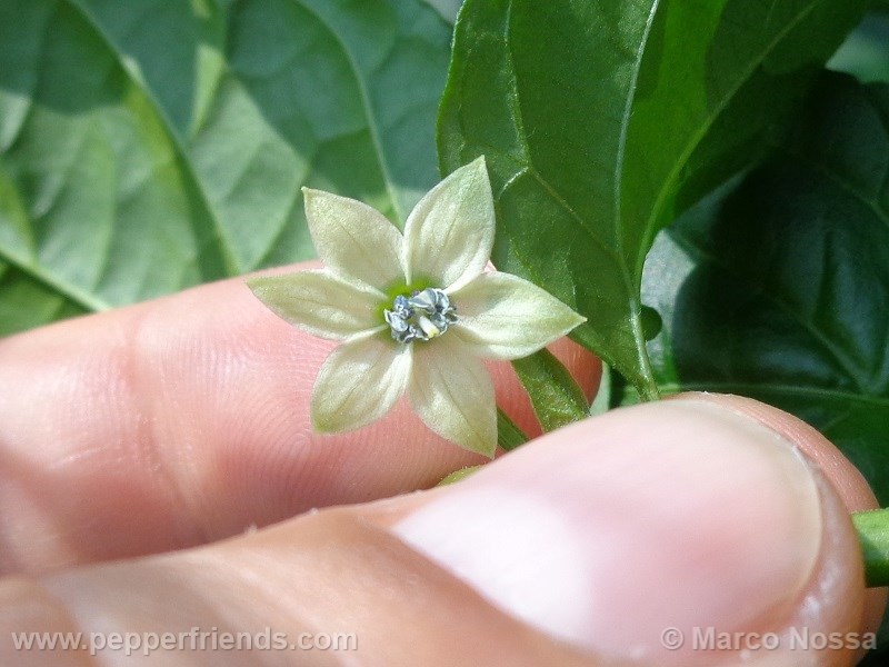 bhutjolokia-strain2_001_fiore_01.jpg