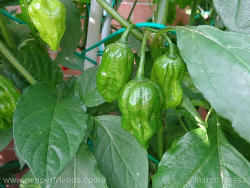 bhutjolokia-strain2_001_frutto_01.jpg