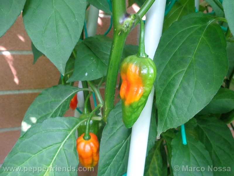 bhutjolokia-strain2_001_frutto_02.jpg