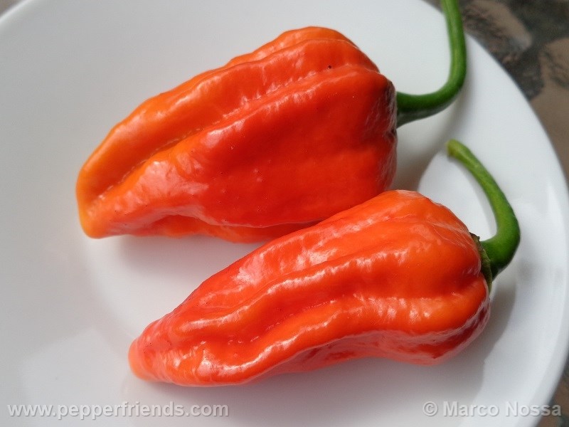 bhutjolokia-strain2_001_frutto_03.jpg