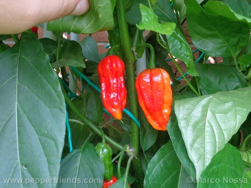 bhutjolokia-strain2_001_frutto_08.jpg