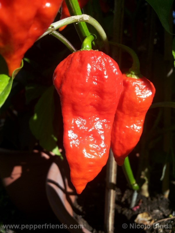 bhutjolokia-strain2_002_frutto_02.jpg