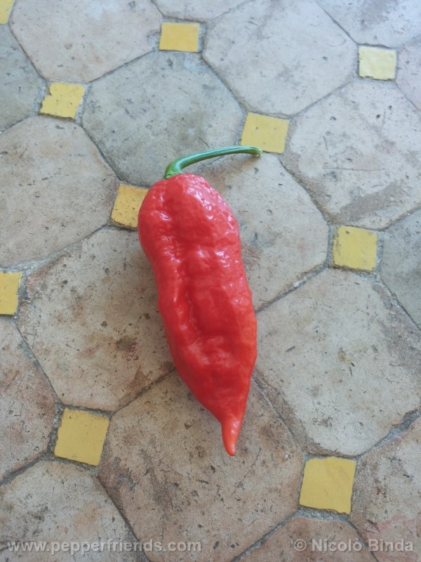 bhutjolokia-strain2_002_frutto_03.jpg