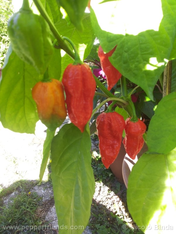 bhutjolokia-strain2_002_frutto_04.jpg