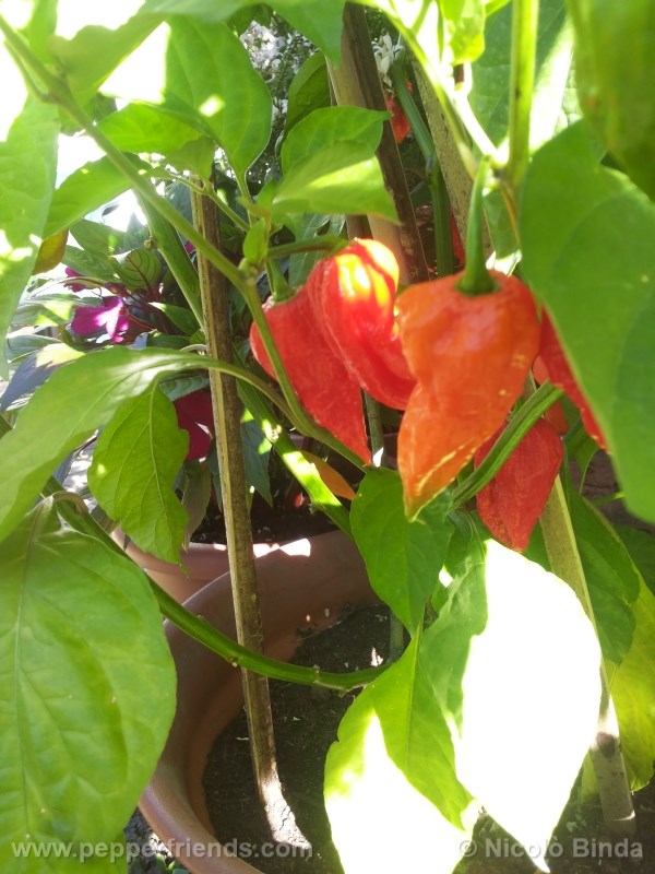 bhutjolokia-strain2_002_frutto_05.jpg