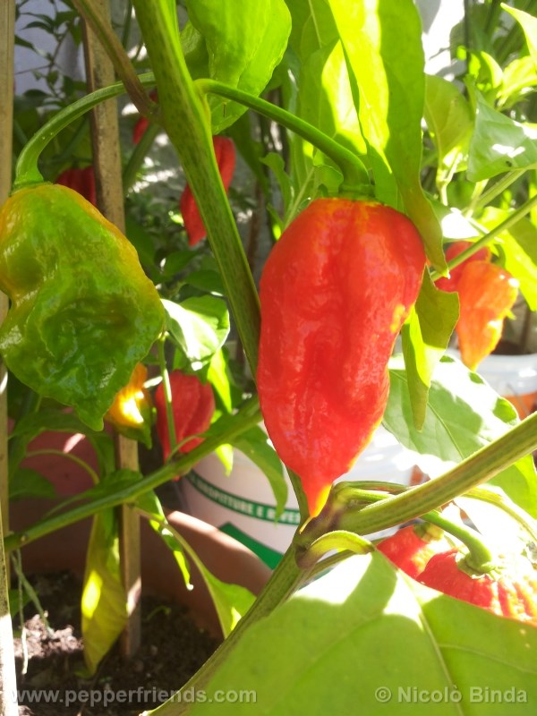 bhutjolokia-strain2_002_frutto_06.jpg