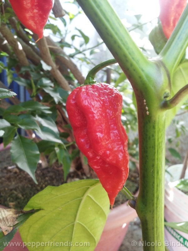 bhutjolokia-strain2_002_frutto_07.jpg