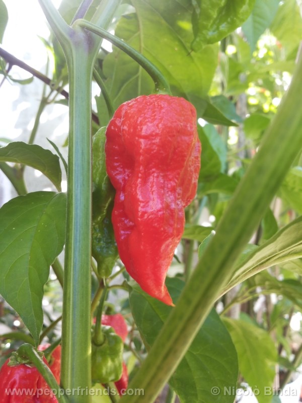 bhutjolokia-strain2_002_frutto_08.jpg