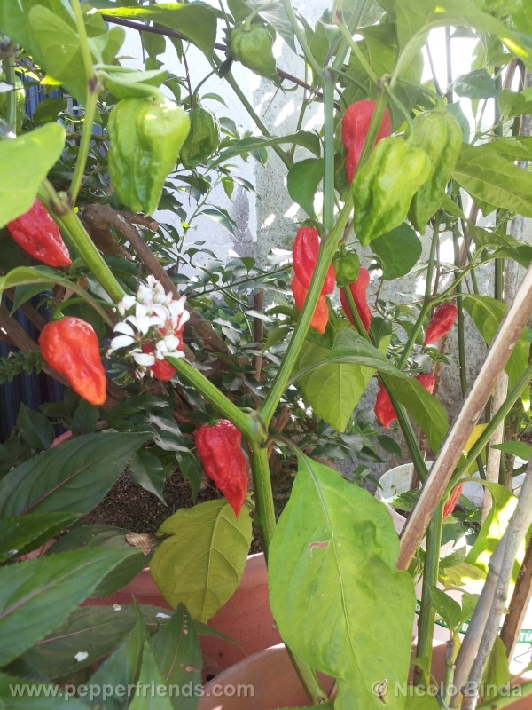 bhutjolokia-strain2_002_pianta_01.jpg