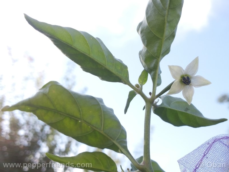 bhutjolokia-strain2_003_fiore_04.jpg