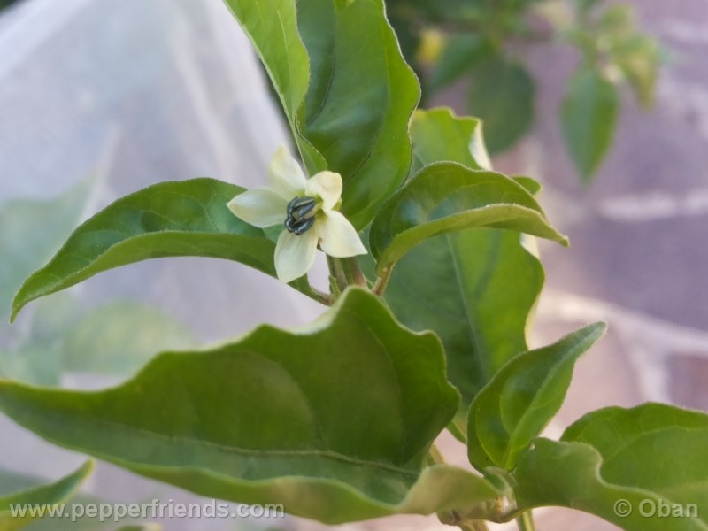 bhutjolokia-strain2_003_fiore_05.jpg