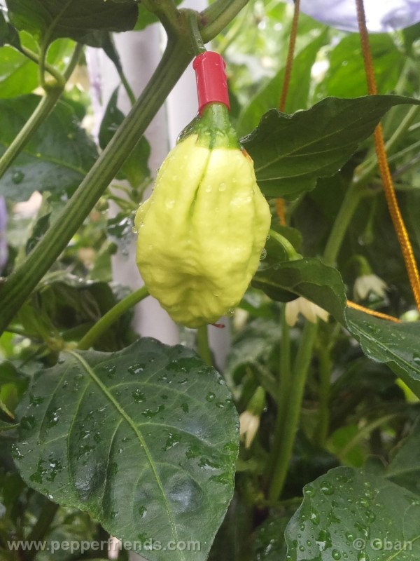 bhutjolokia-strain2_003_frutto_05.jpg