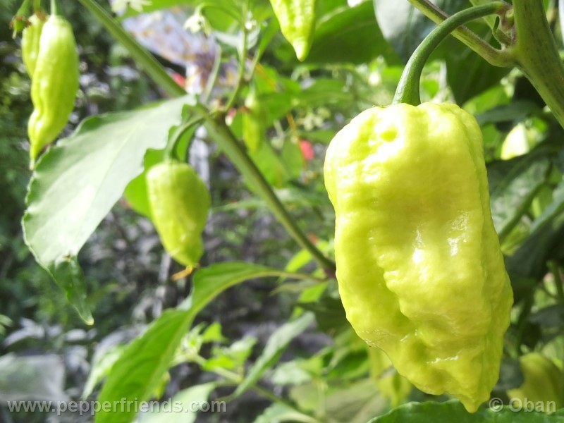 bhutjolokia-strain2_003_frutto_06.jpg