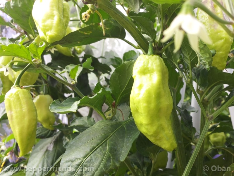 bhutjolokia-strain2_003_frutto_07.jpg