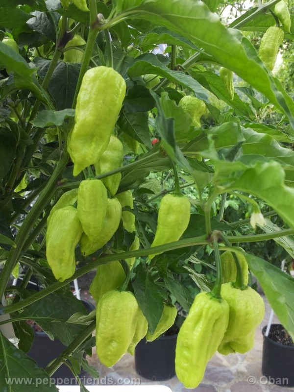 bhutjolokia-strain2_003_frutto_08.jpg