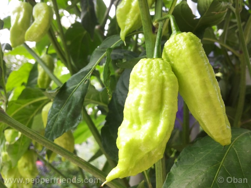 bhutjolokia-strain2_003_frutto_10.jpg