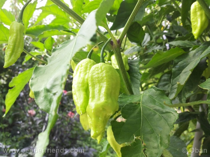 bhutjolokia-strain2_003_frutto_11.jpg