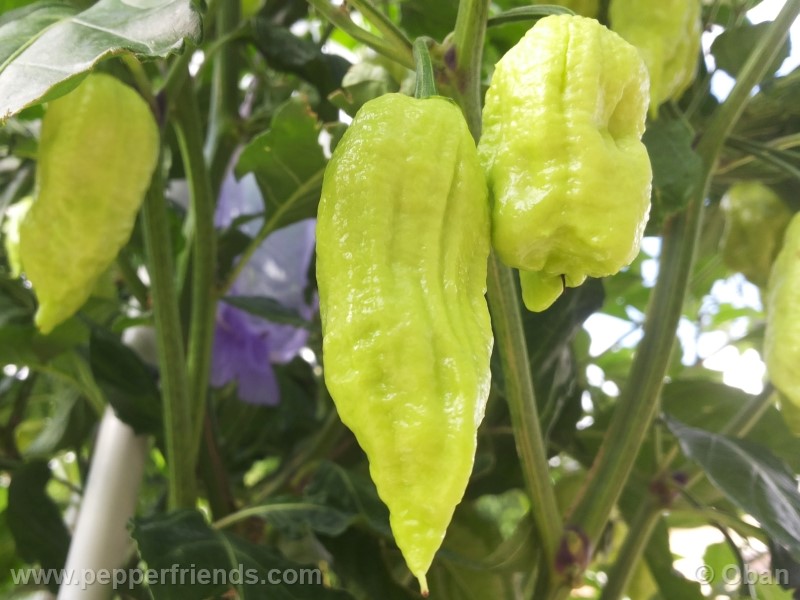 bhutjolokia-strain2_003_frutto_12.jpg