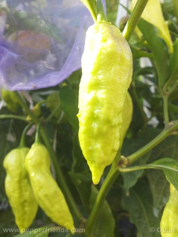 bhutjolokia-strain2_003_frutto_13.jpg