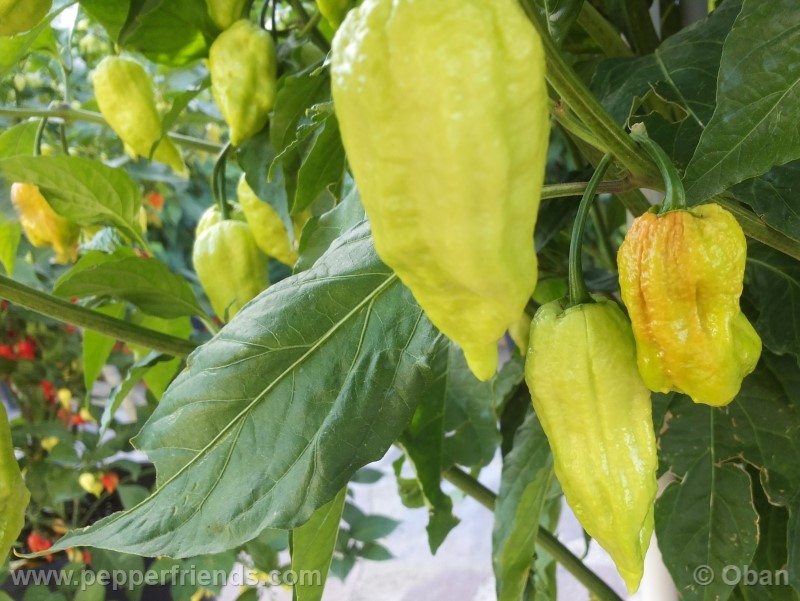 bhutjolokia-strain2_003_frutto_15.jpg