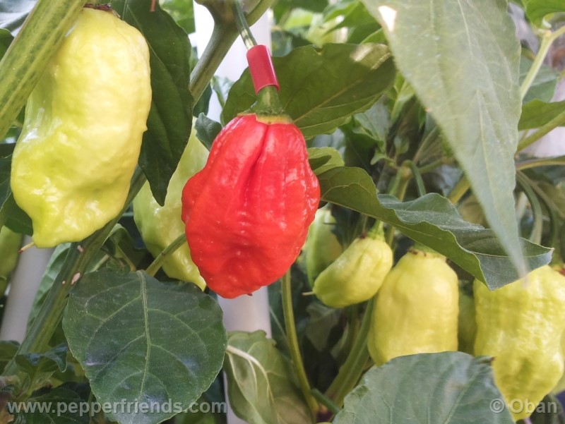 bhutjolokia-strain2_003_frutto_16.jpg