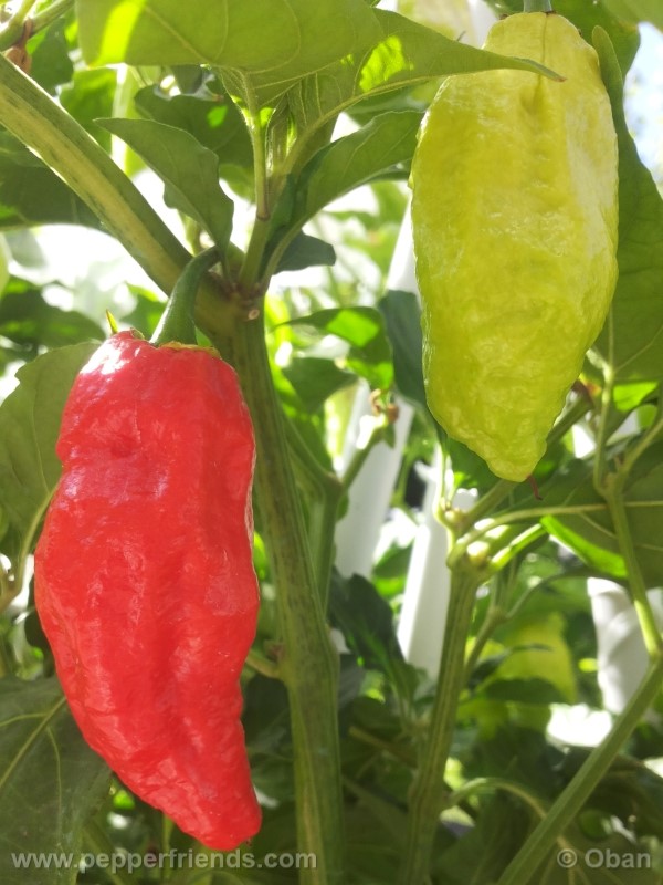 bhutjolokia-strain2_003_frutto_17.jpg