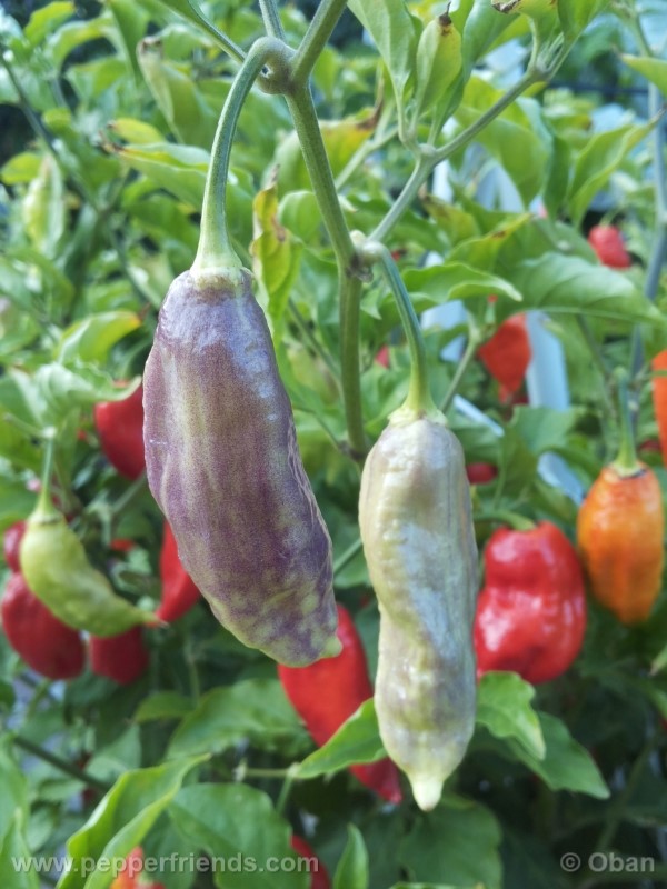 bhutjolokia-strain2_003_frutto_19.jpg