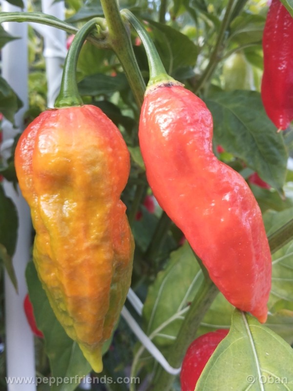 bhutjolokia-strain2_003_frutto_20.jpg