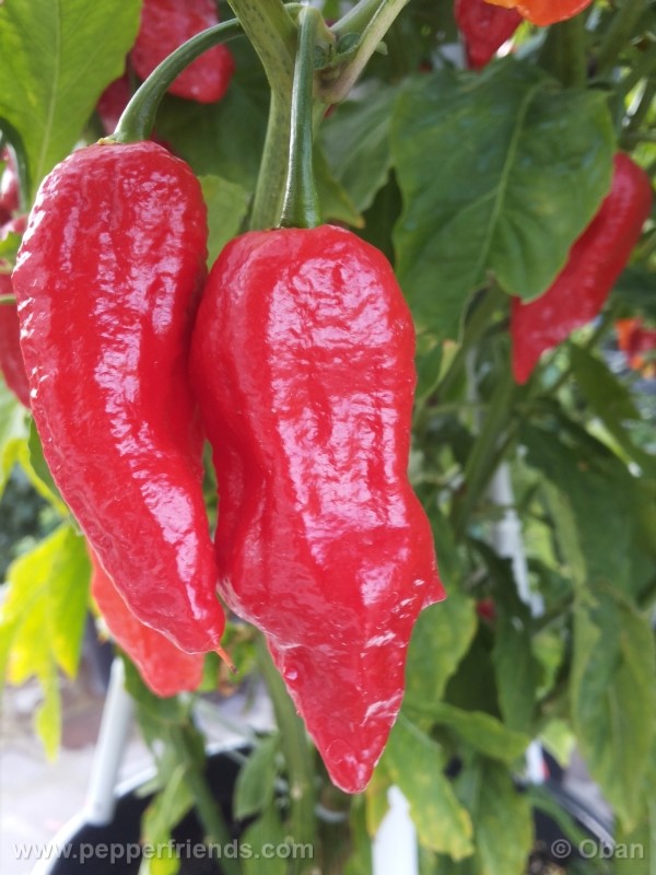 bhutjolokia-strain2_003_frutto_21.jpg