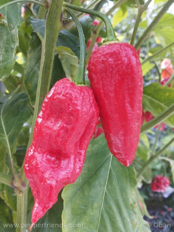 bhutjolokia-strain2_003_frutto_22.jpg