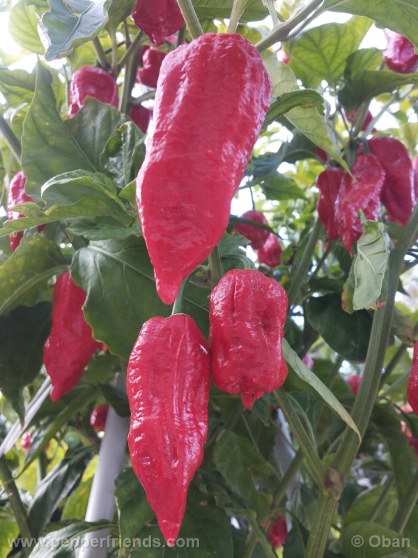 bhutjolokia-strain2_003_frutto_23.jpg