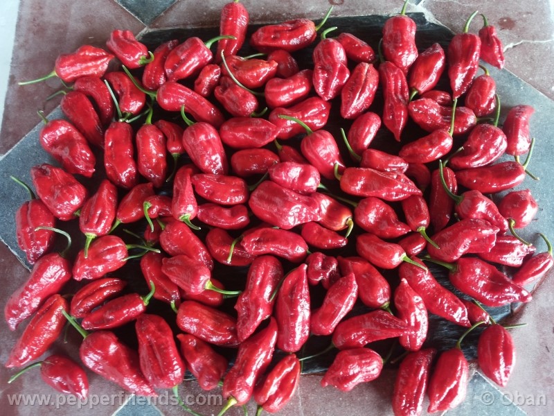 bhutjolokia-strain2_003_frutto_24.jpg