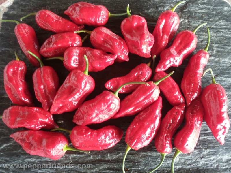 bhutjolokia-strain2_003_frutto_25.jpg