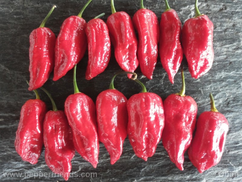 bhutjolokia-strain2_003_frutto_26.jpg