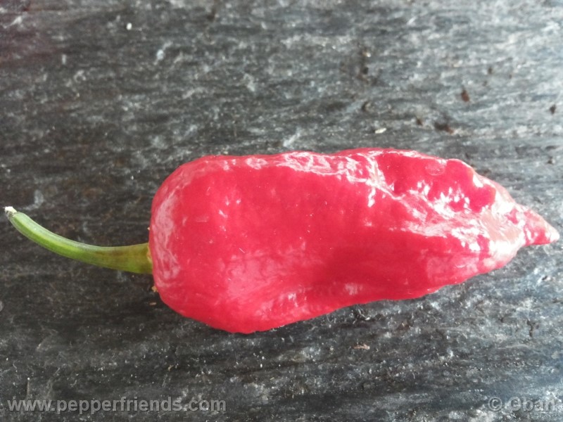 bhutjolokia-strain2_003_frutto_27.jpg