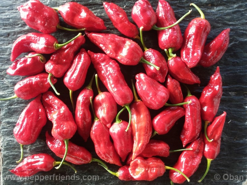 bhutjolokia-strain2_003_frutto_30.jpg